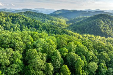 Smokey Dağları yaz ormanları. Kuzey Carolina 'daki Appalachian dağlarında yaz mevsiminde taze yeşil orman ağaçları var. ABD doğasının güzelliği.
