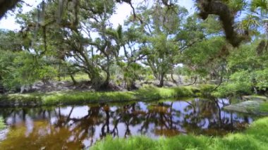 Yeşil palmiye ağaçları ve vahşi bitki örtüsü arasında nehir bulunan Florida yağmur ormanları. Yoğun tropikal orman ekosistemi.