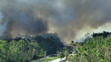 Florida orman ormanlarında yangın söndüren itfaiye araçlarının hava görüntüsü. İtfaiyeciler ormanda yangın çıkarmaya çalışıyor..