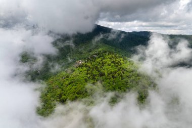 Nemli yaz mevsiminde yeşil tepe örtüleri olan dağ ormanları. Kuzey Carolina Yazın vahşi orman doğası.