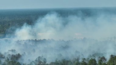 Florida orman ormanlarında şiddetli yangın söndüren acil servis helikopteri. Polis helikopteri ormanda alevleri söndürmeye çalışıyor. Zehirli duman kirletici atmosfer.