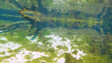 Florida 'nın tropik sualtı kaynağı. Yüzen balıklar ve yeşil bitki örtüsüyle sualtı egzotik dünyası. Temiz su, vahşi yaşam..