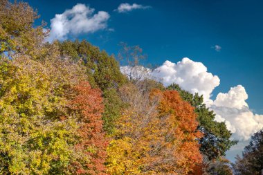 Autumn forest background. Vibrant colorful trees foliage in fall park. Nature change leaves in October season. clipart