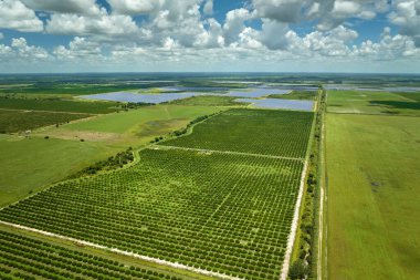 Güneşli bir günde Florida kırsalında yetişen portakal ağaçlarıyla dolu tarlalar..