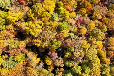 Sonbaharda sarı tepe örtüleri olan renkli bir orman. Sonbahar mevsiminde vahşi orman manzarası.