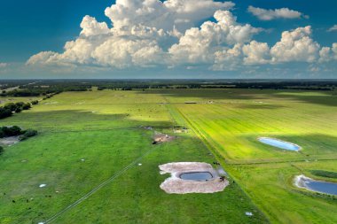 Florida 'daki yeşil çiftlik otlaklarında süt inekleri için içme kaynağı. Otlakta otlayan sığırların üzerindeki su göleti.