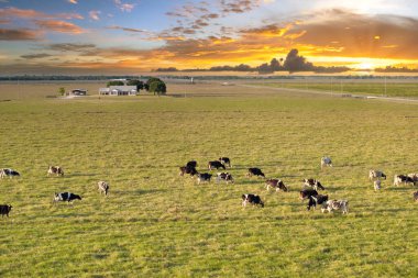 Çiftlik evinin yakınındaki yeşil çayırlarda otlayan ücretsiz süt inekleri. Çiftlik arazilerinde sığır beslemek.