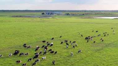 Çiftlik arazilerinde otlayan sığırlar. Organik süt ürünleri üretimi. Yeşil çayırlarda beslenen süt inekleri.