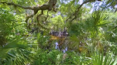 Güney Florida, ABD 'de sulak nehir ve yeşil palmiye ağaçları ile subtropikal ormanlar vahşi bitki örtüsü. Yoğun yağmur ormanları ekosistemi.