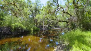 Güney Florida, ABD 'de sulak nehir ve yeşil palmiye ağaçları ile subtropikal ormanlar vahşi bitki örtüsü. Yoğun yağmur ormanları ekosistemi.