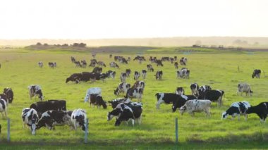 Çiftlik arazilerinde otlayan sığırlar. Organik süt ürünleri üretimi. Yeşil çayırlarda beslenen süt inekleri.