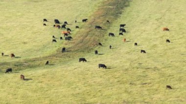 Otlakta otlayan süt sığırları sürüsü. Florida 'da yeşil çayırlarda süt inekleri.