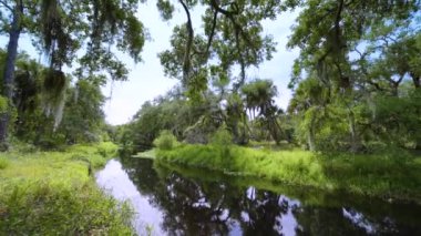 Güney Florida, ABD 'de sulak nehir ve yeşil palmiye ağaçları ile subtropikal ormanlar vahşi bitki örtüsü. Yoğun yağmur ormanları ekosistemi.