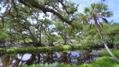 Florida subtropikal ormanlarında yeşil palmiye ağaçları, küçük bir nehir ve Amerika 'nın güneyinde vahşi bitki örtüsü. Yoğun yağmur ormanları ekosistemi.