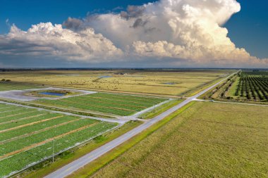 Yaz mevsiminde ekinlerin büyüdüğü yeşil tarlaların havadan görünüşü. Tarım ve tarım endüstrisi.