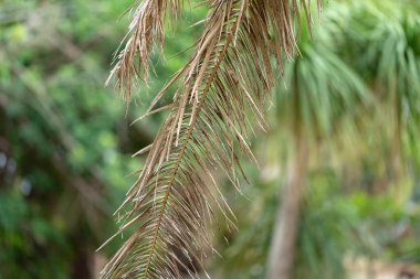 Florida 'nın arka bahçesinde kurumuş dalları olan ölü palmiye ağaçları. Ağaç kaldırma kavramı.