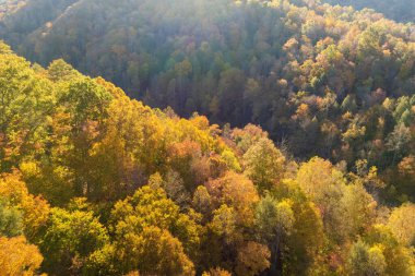Günbatımında Appalachian dağlarındaki sonbahar ormanı aydınlık yemyeşil ve çam ağaçları ile aydınlanır. Güzel doğanın sonbahar manzarası.