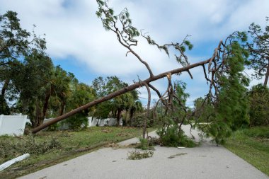 Florida 'da kasırgadan sonra elektrik ve iletişim hatlarında büyük bir ağaçtan düşmüş. Doğal afetin sonuçları..