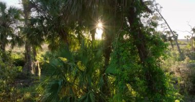 Güzel doğa. Yeşil yabani bitki örtüsü olan Güney Florida ekosistemi. Tropikal manzara.