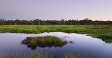 Yeşil yabani bitki örtüsü arasında nehir olan Florida sulak alanları. Günbatımında tropik ekosistem.