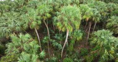 Güzel doğanın tropik manzarası. Yeşil yabani bitki örtüsü olan Güney Florida ekosistemi.