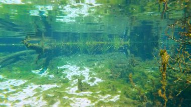 Taze su bitkisi ve vahşi balıklı su altı yaban hayatı. Florida sualtı manzarası yayılır. Güzel tropikal doğa.