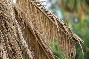 Florida 'nın arka bahçesinde kurumuş ölü palmiye ağacı.