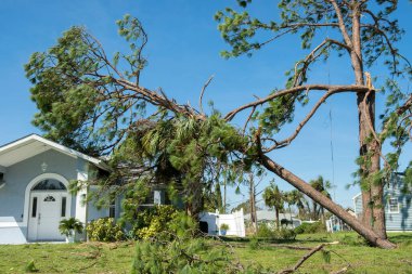 Florida 'da bir evin çatısında kasırga hasarı var. Tropik fırtına rüzgarlarından sonra büyük bir ağaçtan düştü. Doğal afetin sonuçları..