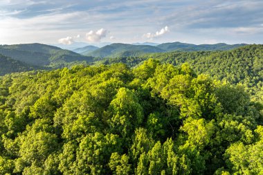 Yaz mevsiminde yeşil tepe örtüleri olan dağ ormanları. Kuzey Carolina Yazın vahşi orman doğası.