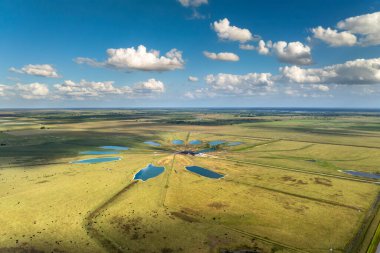 Florida çiftliğindeki çayırlarda otlayan bedava süt inekleri. Çiftlik arazilerinde sığır beslemek.