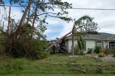 Florida 'nın ön bahçesindeki kasırgadan sonra sökülmüş palmiye ağaçları. Doğal afet kavramından sonra.