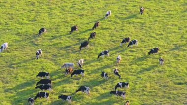 Yeşil çiftlik otlaklarında otlayan süt inekleri. Organik süt ürünleri üretimi. Çiftlik arazilerinde sığır beslemek.