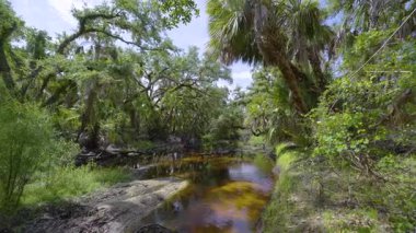 Yeşil palmiye ağaçları ve Florida 'nın güneyindeki vahşi bitki örtüsü arasında taze su nehri olan tropikal ormanlar. Yoğun yağmur ormanları ekosistemi.