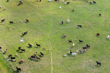 Yeşil çiftlik otlaklarında otlayan süt inekleri. Çiftlik arazilerinde sığır beslemek.