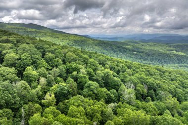 Smokey Dağları yaz ormanları. Kuzey Carolina 'daki Appalachian dağlarında yaz mevsiminde yağmur mevsiminde yeşil orman ağaçları olur. ABD doğasının güzelliği.
