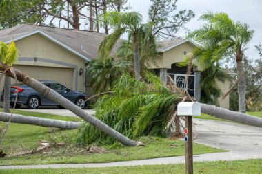 Florida 'nın arka bahçesindeki palmiye ağacında meydana gelen kasırga sonrası ağaç kesimi. Güçlü tropikal fırtına rüzgarları sonrası enkazdan aşağı düştü. Doğal afetin sonuçları..