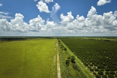 Güneşli bir günde Florida 'da yetişen portakal ağaçlarının olduğu yeşil tarlaların manzarası.