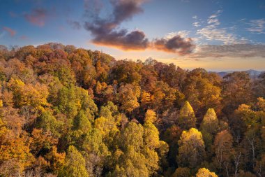Sonbahar mevsiminde sarı orman ağaçlarıyla Kuzey Carolina 'daki Appalachian Dağları' na tırmandım. Sonbahar doğasının güzelliği.
