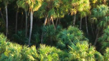 Güzel doğa. Yeşil yabani bitki örtüsü olan Güney Florida ekosistemi. Tropikal manzara.