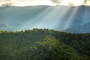 Kuzey Carolina Appalachian dağlarında sabah ormanı, ABD. Blue Ridge Dağları 'ndaki Mitchell Dağı. Yaz mevsiminde Amerikan doğası.