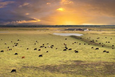 Organik süt ürünleri üretimi. Süt inekleri endüstriyel tarım otlaklarında otluyor. Çiftlik arazilerinde sığır beslemek.