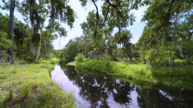 Yeşil palmiye ağaçları ve vahşi bitki örtüsü arasında nehir bulunan Florida yağmur ormanları. Yoğun tropikal orman ekosistemi.