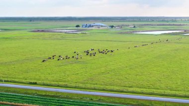Süt inekleri çiftlik binasının yakınındaki yeşil çayırlarda otluyor. Organik süt ürünleri üretimi. Çiftlik arazilerinde sığır beslemek.