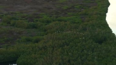 Doğal ortamdaki vahşi yaşam. Myakka nehri suları arasında yeşil çalıların üzerinde uçan bir sürü balıkçıl kuşunun olduğu Güney Florida sulak alanları..