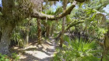 Tropik yağmur ormanları yürüyüş yolu. Güney Amerika 'da yeşil palmiye ağaçları ve yabani bitki örtüsü olan Florida ormanlarının keşfi.