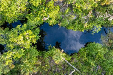 Güzel tropikal doğa. Yeşil palmiye ağaçları ve Florida 'nın güneyindeki vahşi bitki örtüsü arasında nehir bulunan orman yağmur ormanlarının havadan görünüşü. Yoğun yağmur ormanları ekosistemi.