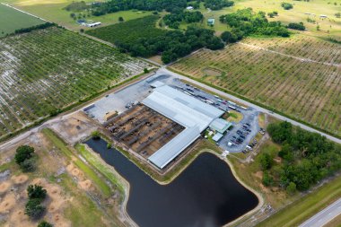 İnek eti ineklerle besleniyor. ABD 'deki çiftlikte sığır ağılı..