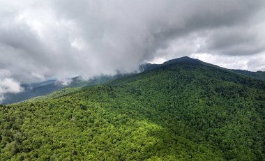 Appalachian dağlarının yaz ormanları. Renkli ormanlarda yeşil gölgelikleri var. Yaz mevsiminde nemli yağmur mevsiminde vahşi doğa.