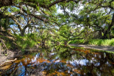 Sulak alanlar yoğun yeşil yağmur ormanlarıyla birlikte vahşi tropikal doğa. Florida ormanları.