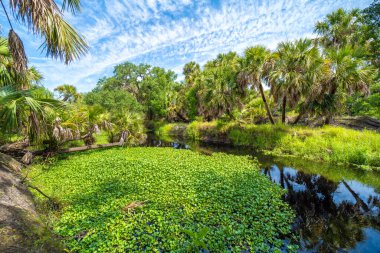 Yeşil palmiye ağaçları ve Florida 'nın güneyindeki vahşi bitki örtüsü arasında taze su nehri olan tropikal ormanlar. Yoğun yağmur ormanları ekosistemi.